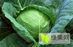 东台包菜（甘蓝）上市