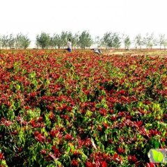 通许三英朝天干辣椒代收 代发 代存