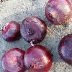 洮北洋葱逐渐升温洮河吉长伟诚信合作