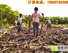 曹县万亩荷塘湿地长期供应优质白莲藕