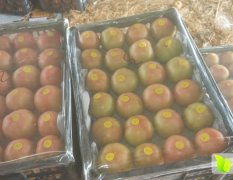 内黄县西红柿蔬菜交易大市场 果型好 色气量货量