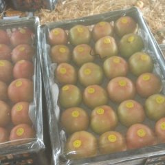 内黄县西红柿蔬菜交易大市场 果型好 色气量货量