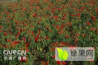 2015河南境内朝天椒三樱、 子弹头、新一代