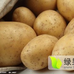 牙克石市免渡河镇9月新佳、荷兰等多品种土豆