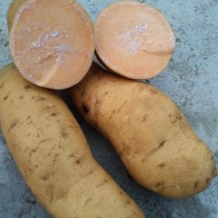 东港南湖香港红红薯黄皮红瓤，皮毛好看！