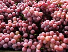 河北清苑巨峰葡萄大量上市。随行就市