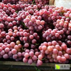河北清苑巨峰葡萄大量上市。随行就市