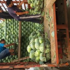 君山甘蓝质量上乘,广兴李建伍诚信合作