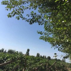 甘肃金塔红提葡萄著名品种