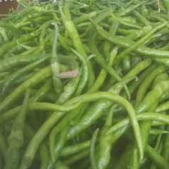 临渭辣椒产销两旺官路奚耀龙诚信合作