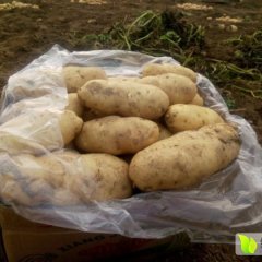 济宁济宁赵中文9月荷兰十五土豆