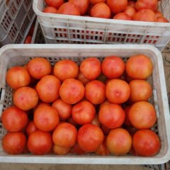 望都贾村凯赛西红柿质量上乘