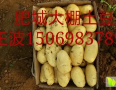肥城桃园王波6月荷兰十五土豆