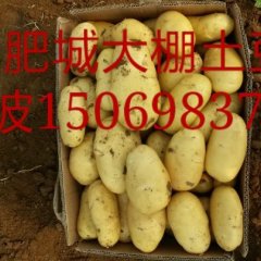 肥城桃园王波6月荷兰十五土豆