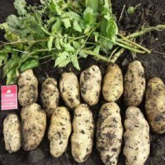 牙克石市乌尔其汗镇荷兰十五荷兰七！