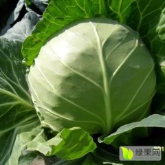 永年河西王路平9月中甘11号甘蓝