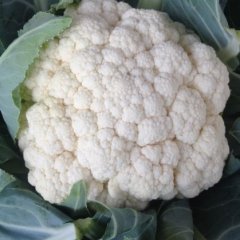 2015永年菜花走过路过不要错过
