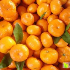 代办南丰蜜桔出口