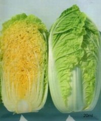 2015年辽宁凌海韩国黄心白菜价格