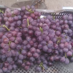 乐亭葡萄随行就市王滩沈波诚信合作