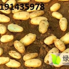武川土豆价格行情平稳 新上市夏波蒂土豆