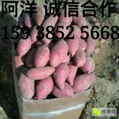 开封县红薯质量上乘范村阿洋诚信合作