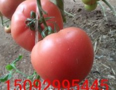 2015年费县冬季暖棚反季节硬粉西红柿大量上市
