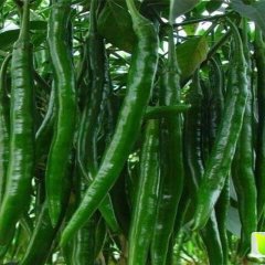 陕西 蒲城 棍棍辣椒