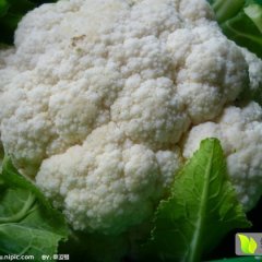 2015滕州菜花收购工作全面开展
