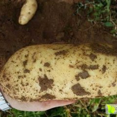 兴和大库李成成9月夏波蒂土豆