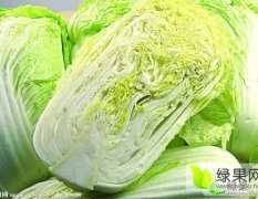 江苏东台弶港农场大量供应大白菜