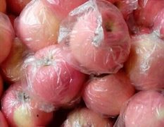 陕西大荔红富士苹果果面光滑、蜡质多、果粉少