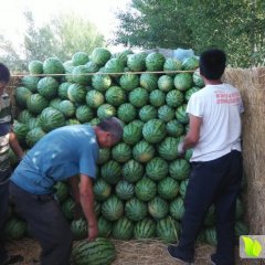 翁牛特旗西瓜逐渐升温,桥头李杰诚信合作