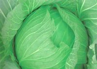 君山甘蓝火热上市,广兴张先生诚信合作