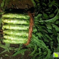 青皮莴笋大量上市