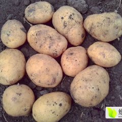 吉林省公主岭市怀德镇土豆