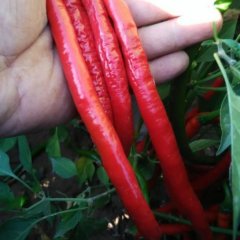 2015忻府辣椒再不来就没机会了！