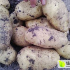 2015北林土豆俏销大江南北