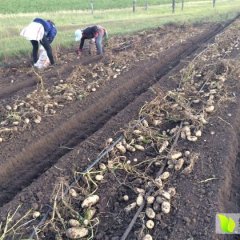 太仆寺旗夏波蒂土豆价格适宜