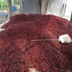 2015扶沟辣椒今年价格有看点