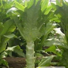 莴笋基地大量供应莴笋青皮青肉莴笋 质量好价格