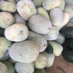 大量供应白皮冬瓜