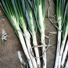 安丘大葱是名优特产,凌河赵纪礼诚信合作