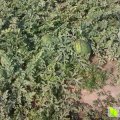 海城牛庄张国强9月地雷瓜西瓜
