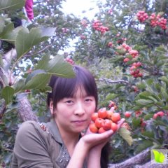 平邑山楂逐渐升温,柏林王超诚信合作