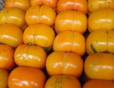 今年柿子特别甜，大丰市恒北村2组张德青