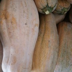 2015大丰南瓜再不来就没机会了！