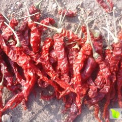 库尔勒辣椒长势旺盛21团辣薛春海诚信合作