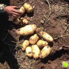 内蒙多伦县荷兰十五土豆价格适宜