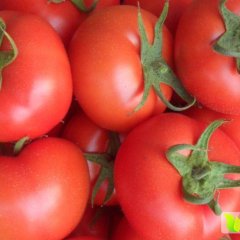 莘县西红柿口感爽口供应温室大棚西红柿